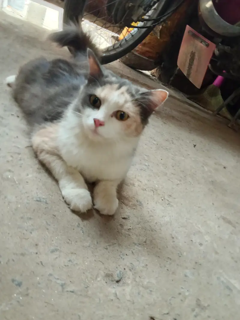 beautiful cat — photo 3