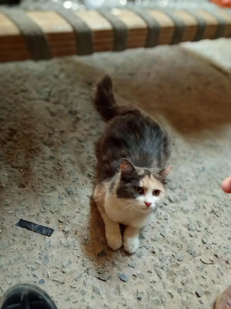 beautiful cat — photo 4