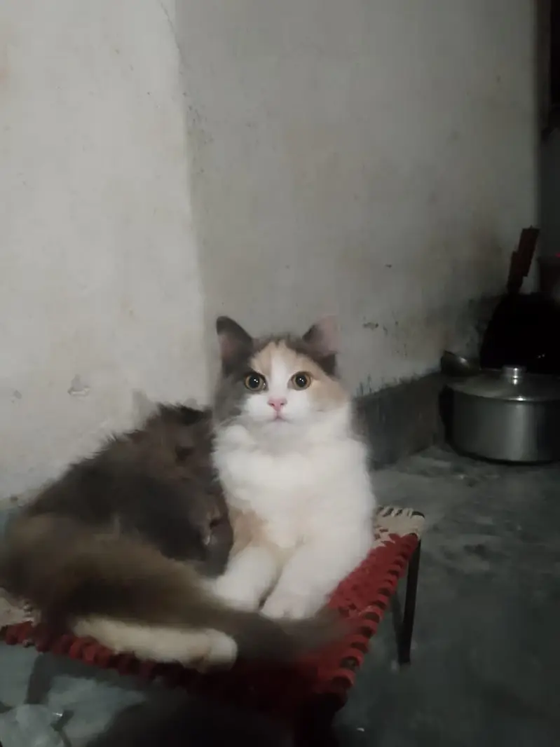 beautiful cat — photo 5