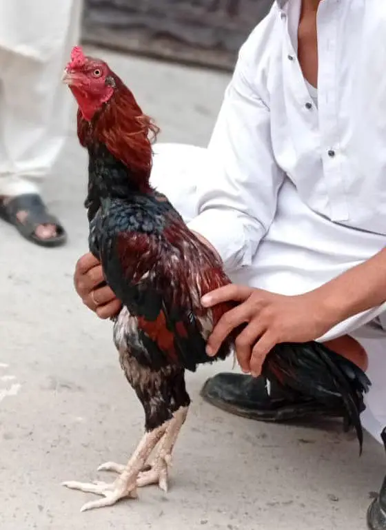 aseel murga — photo 2