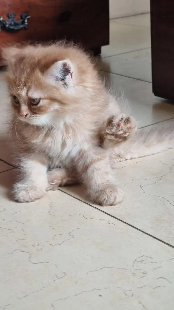 Cat for sale — photo 2