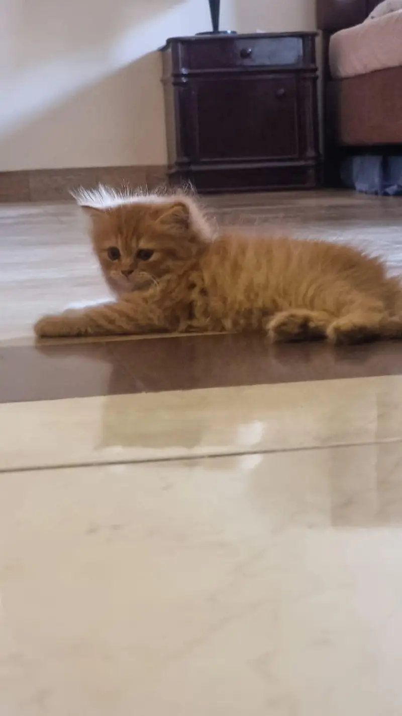 Cat for sale — photo 3