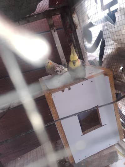 gray coctail pair