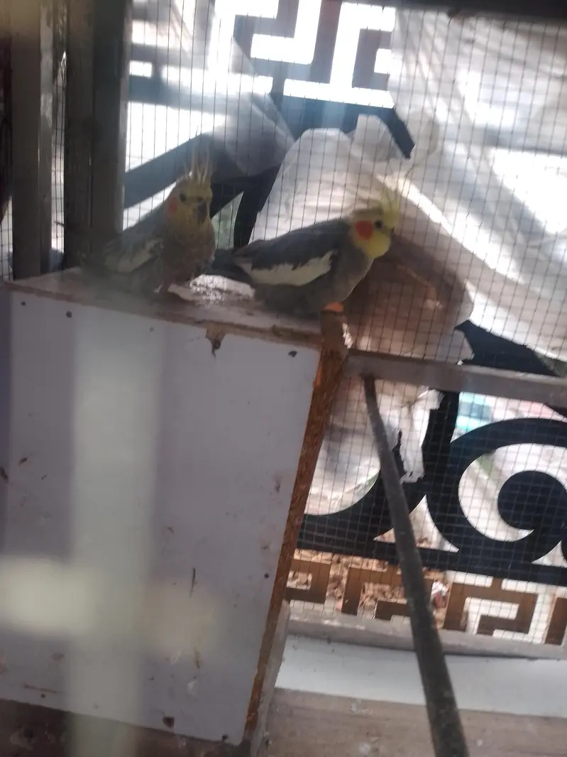 gray coctail pair — photo 2