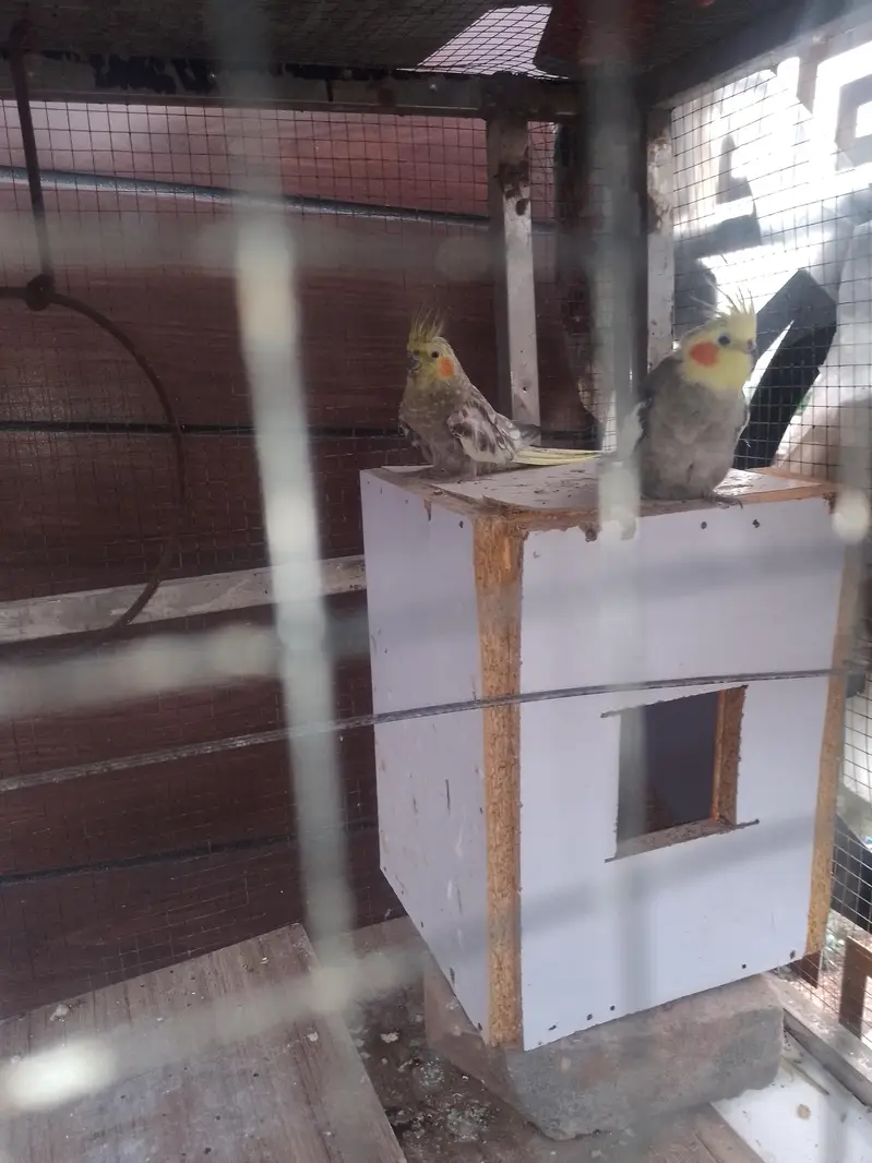 gray coctail pair — photo 5