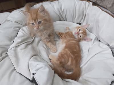 Two Persian kittens for free