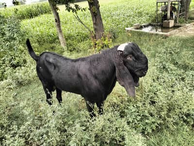  Sahiwali Nasal Bakra Sale 
