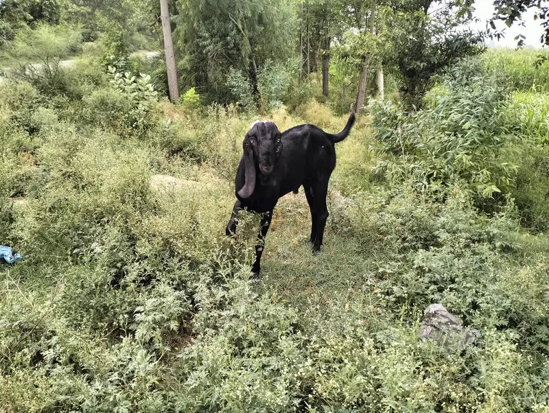  Sahiwali Nasal Bakra Sale  — photo 2