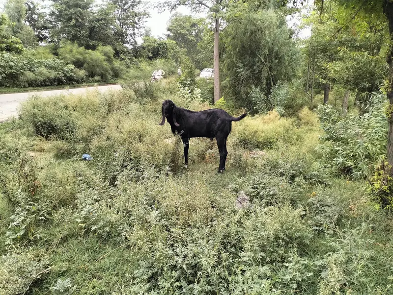  Sahiwali Nasal Bakra Sale  — photo 3