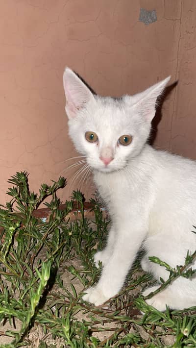 Domestic white cat for sale