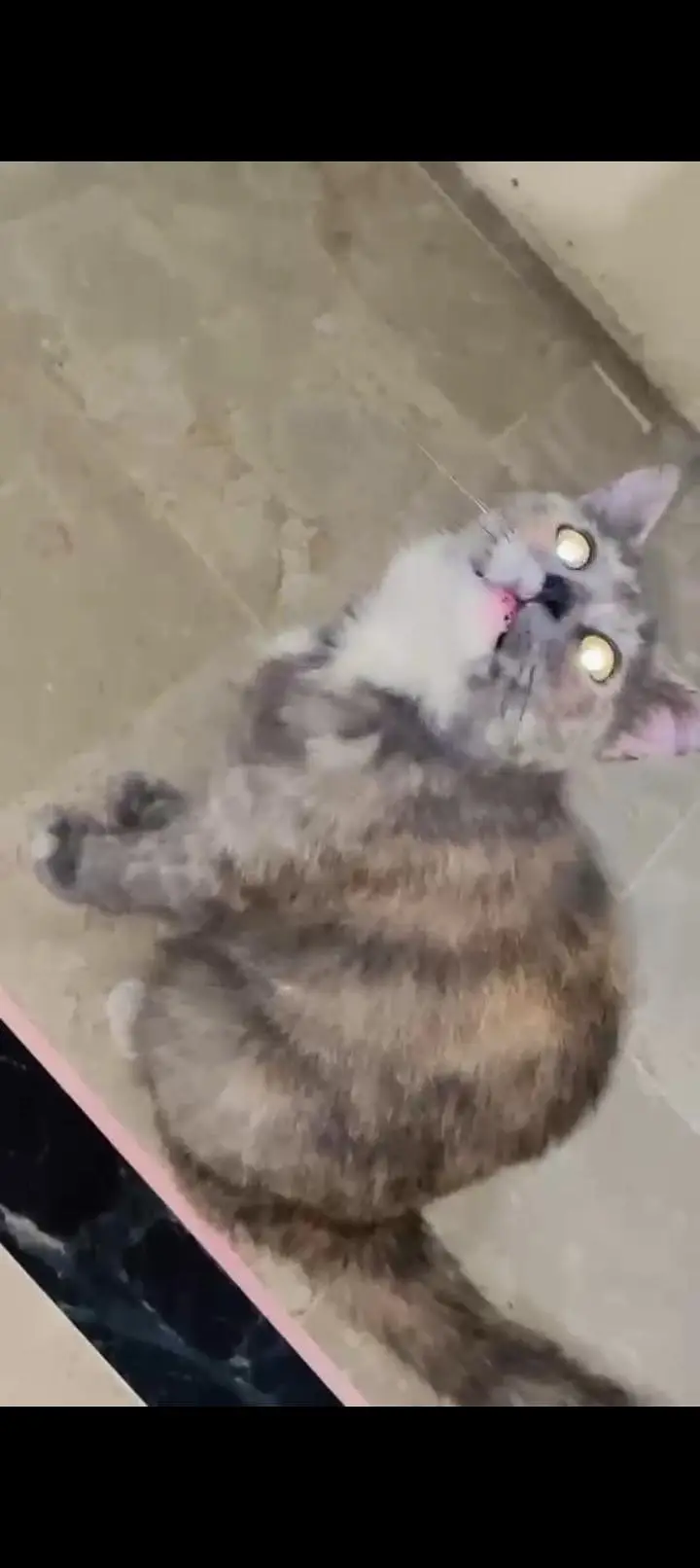 Persian cat — photo 2