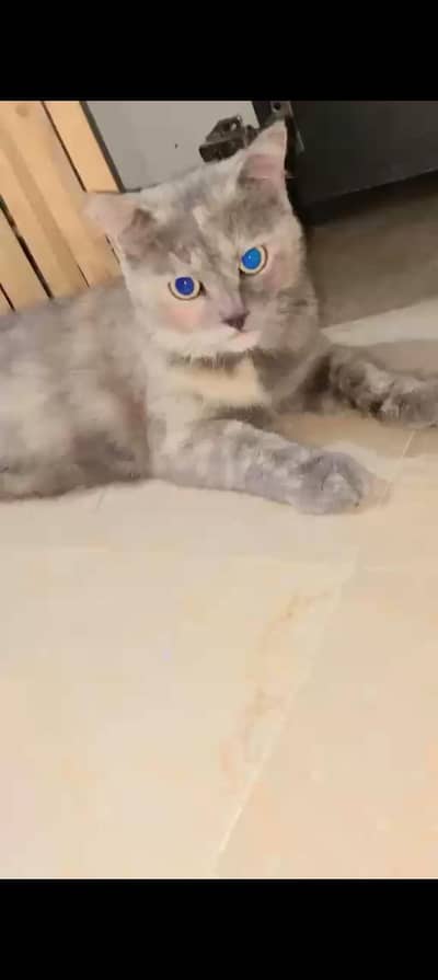 Persian cat