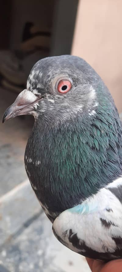 pigeon