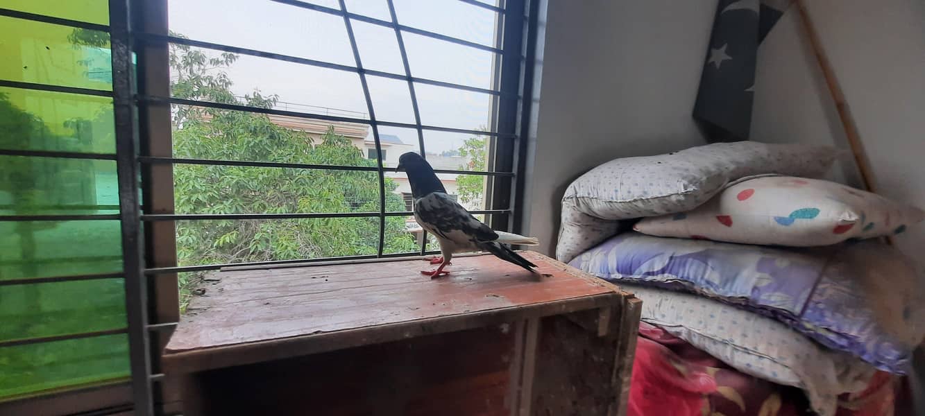 pigeon 1
