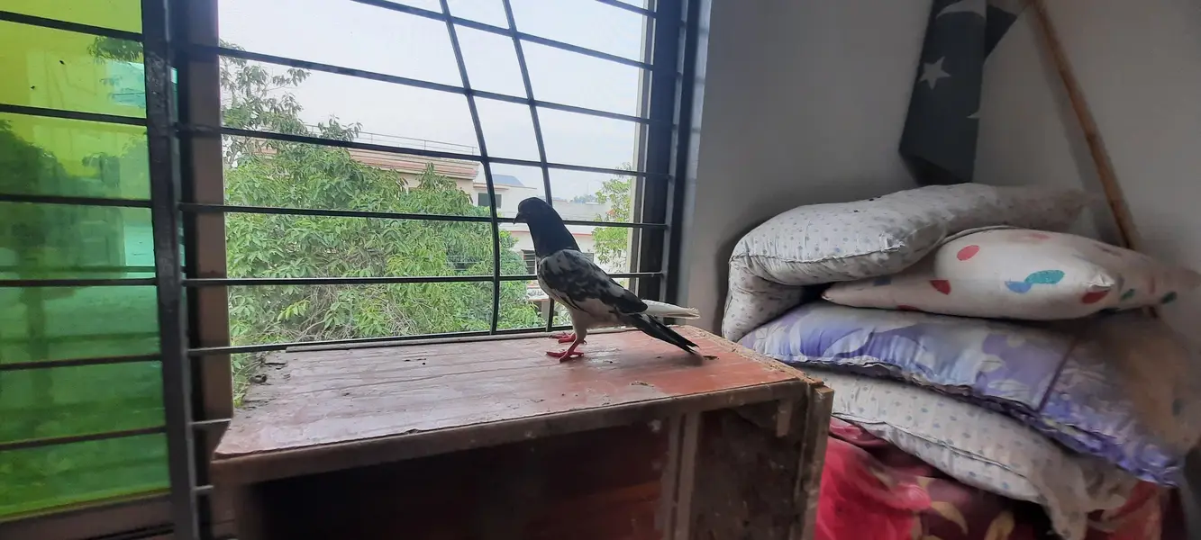 pigeon — photo 2
