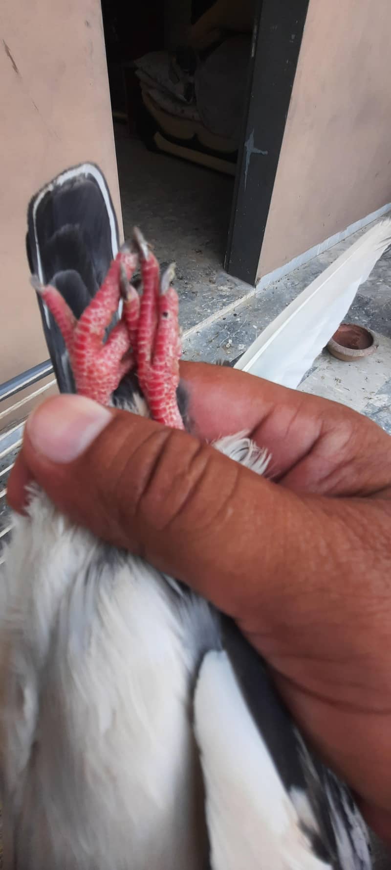pigeon 2