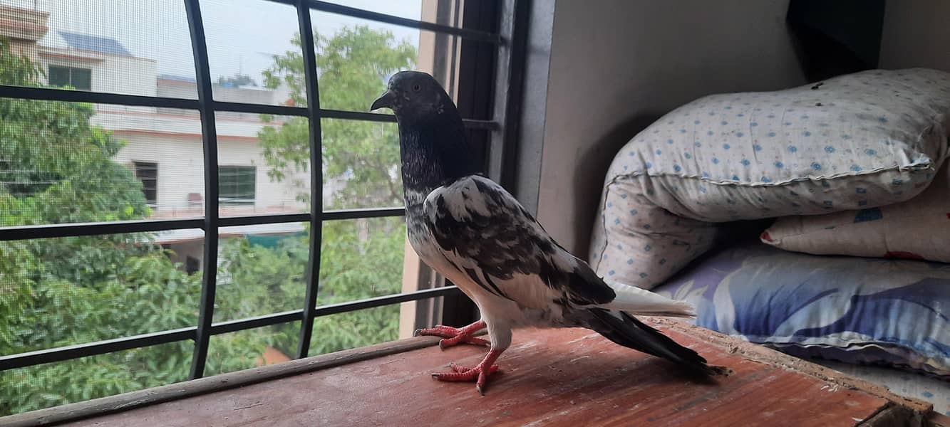 pigeon 3