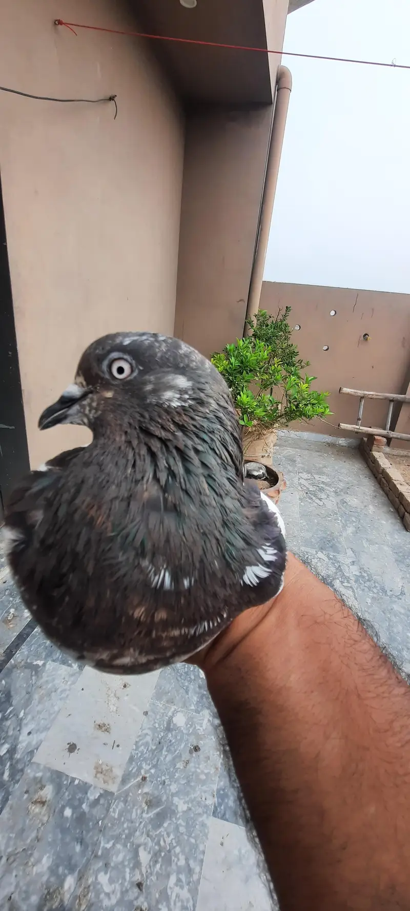 pigeon — photo 5