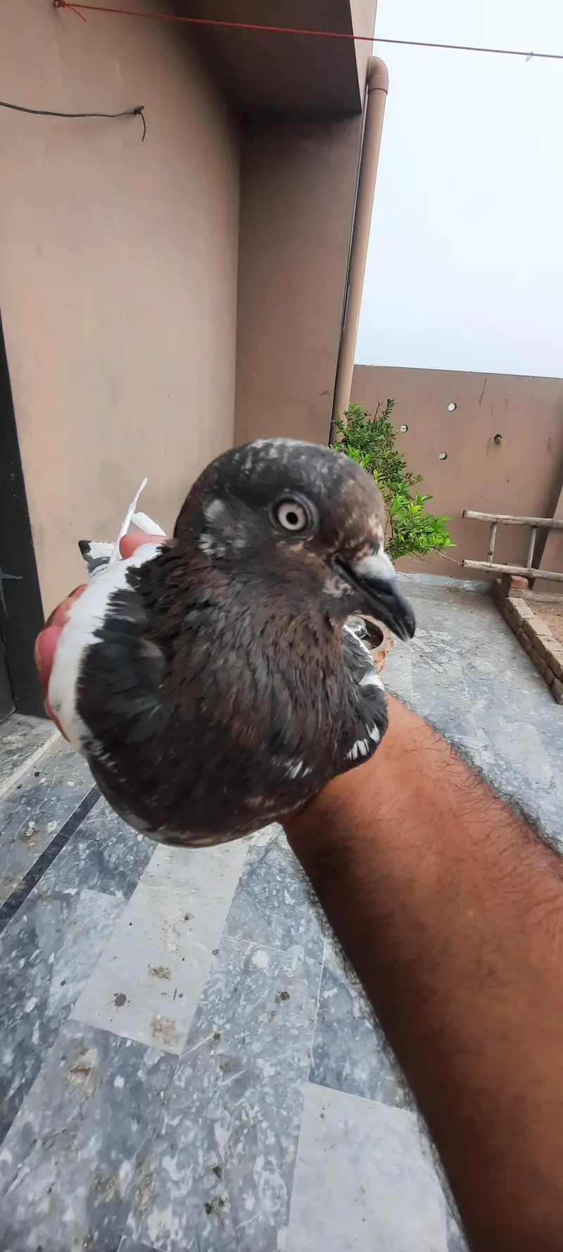 pigeon — photo 6