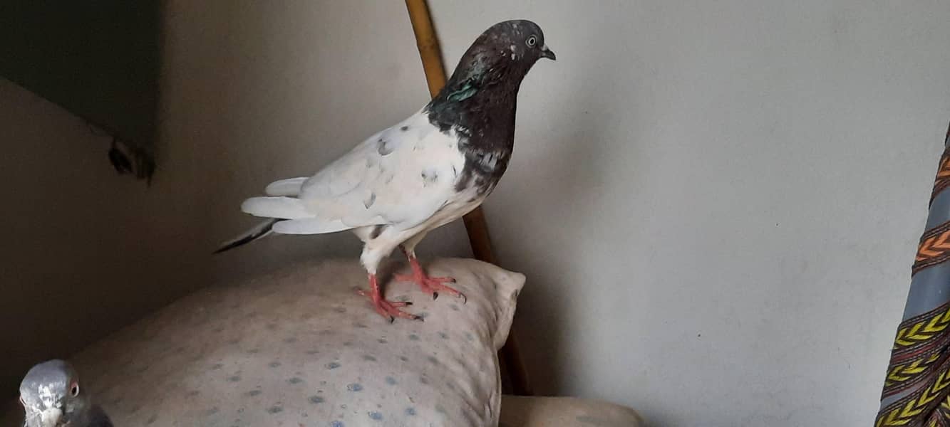 pigeon 6