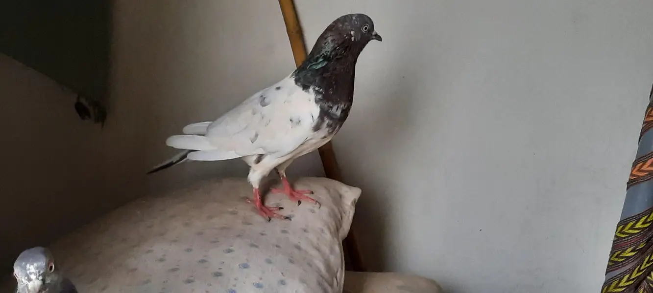 pigeon — photo 7