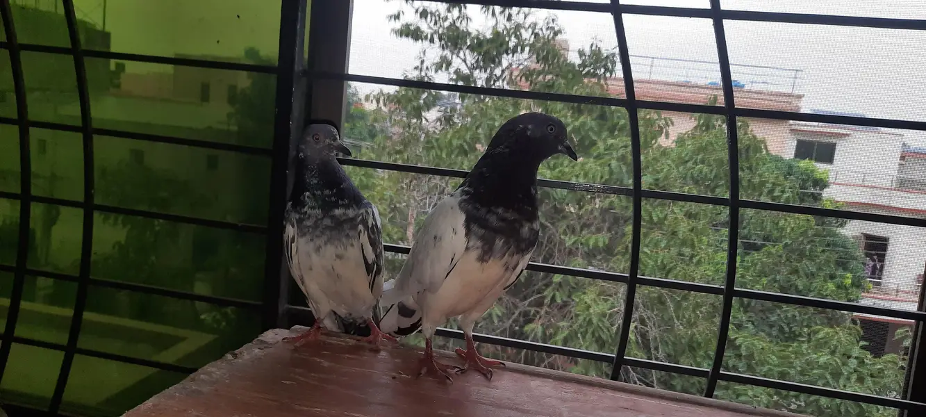pigeon — photo 8