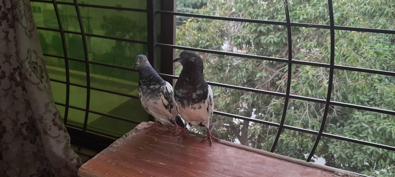 pigeon 8