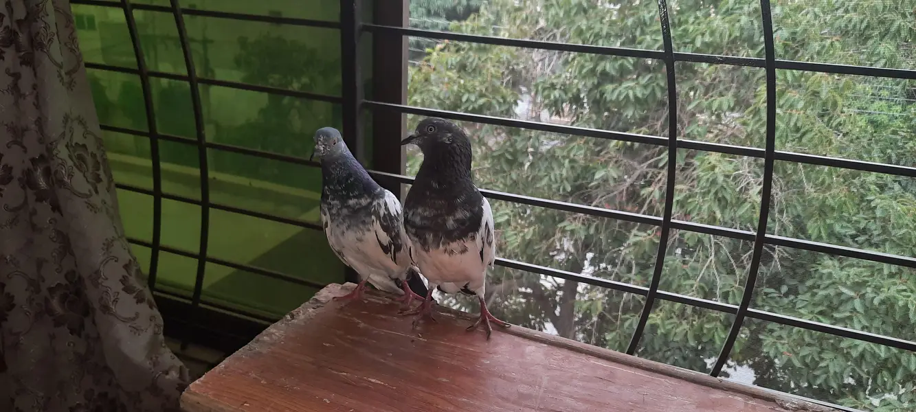 pigeon — photo 9