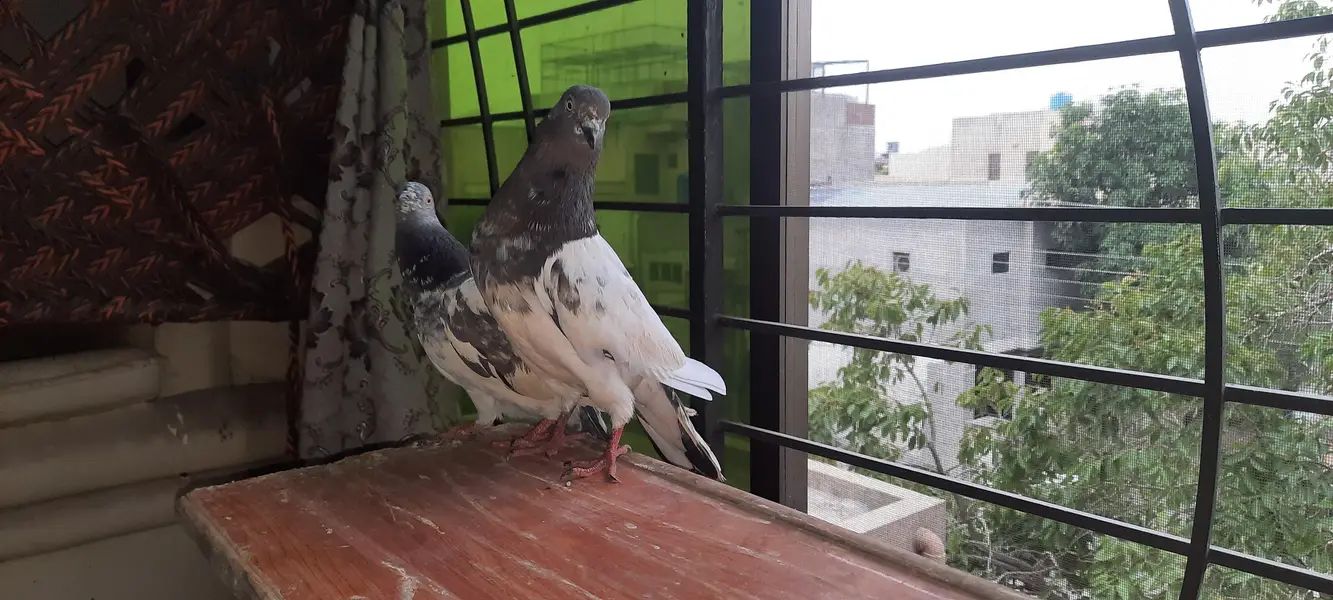 pigeon — photo 10