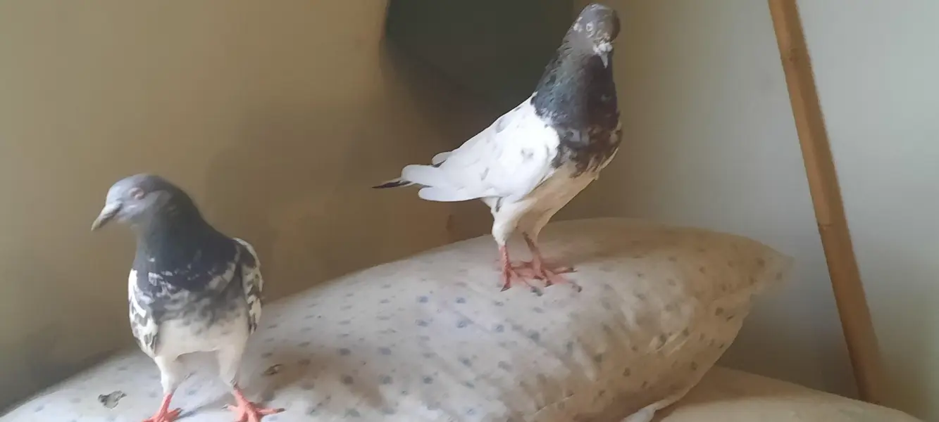 pigeon — photo 11