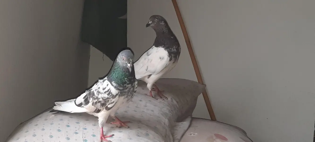 pigeon — photo 12