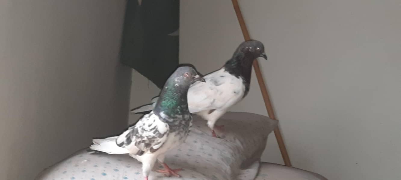 pigeon 12