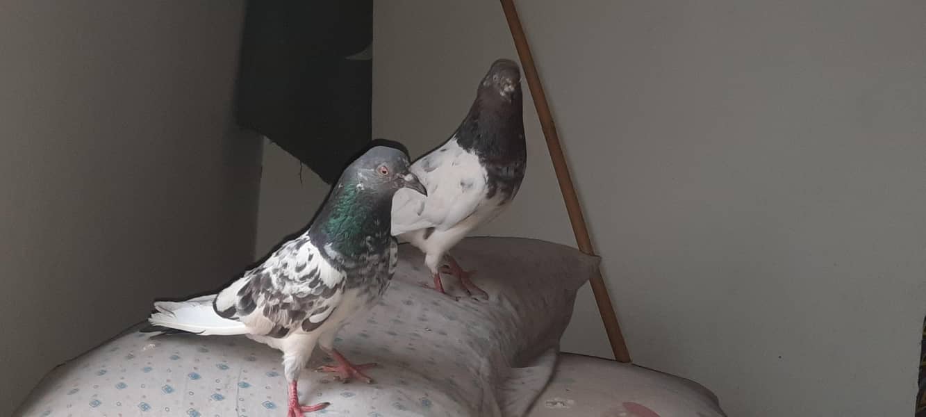 pigeon 13
