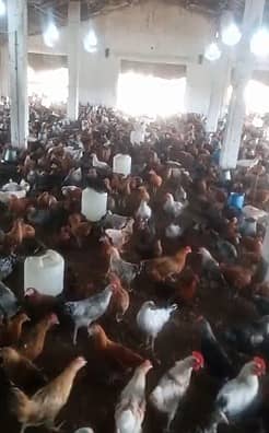 Golden Misir | Lohman Brown | Misri Hens | Misri Chick | Hens For Sale