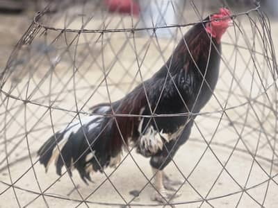 Amroha aseel bird