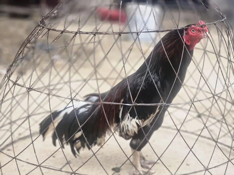 Amroha aseel bird — photo 2