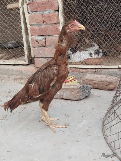 aseel mainwali dragon face female