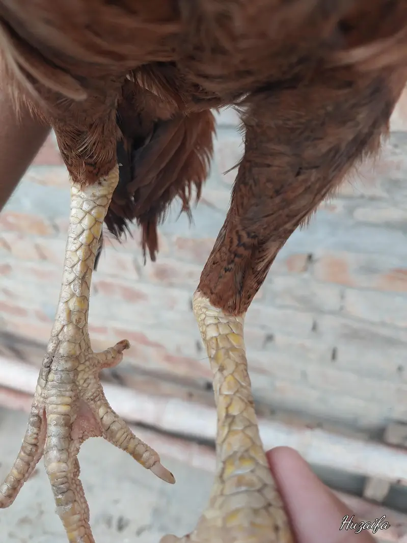 aseel mainwali dragon face female — photo 4