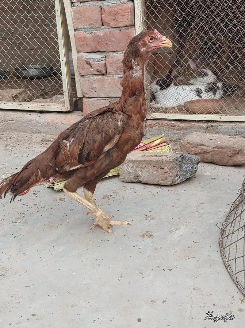 aseel mainwali dragon face female — photo 6