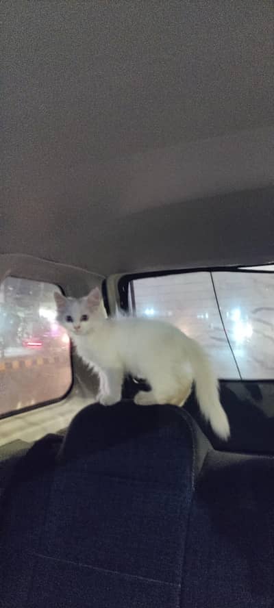 Persian female kitten