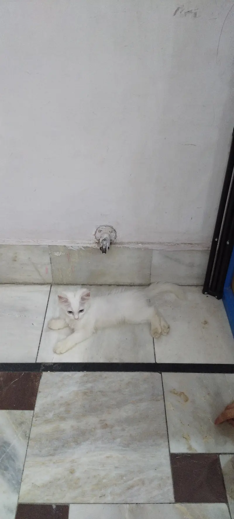 Persian female kitten — photo 2