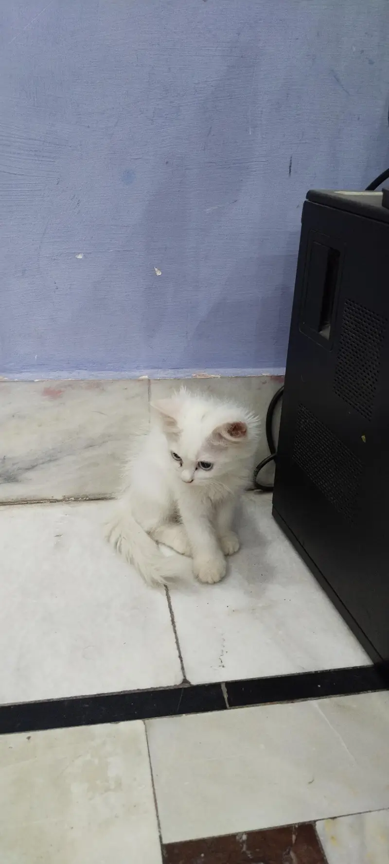 Persian female kitten — photo 3