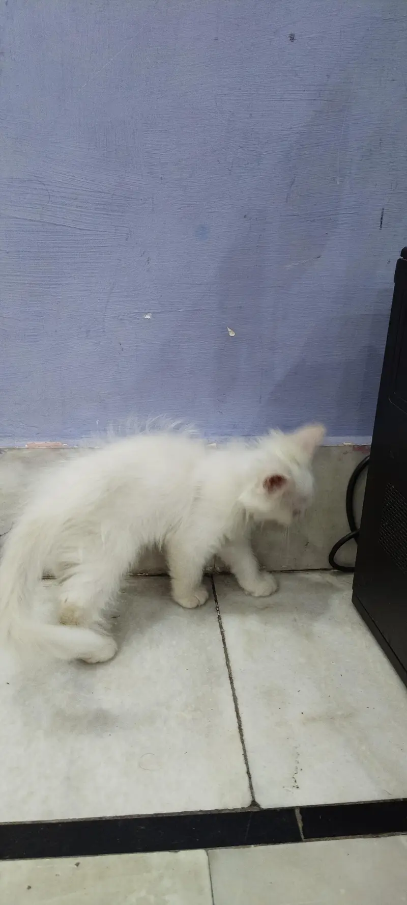 Persian female kitten — photo 4