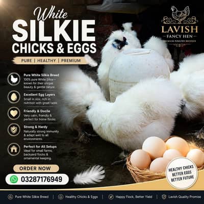 White silkie Millie Flower Bantam Molted Japanese Austrolope