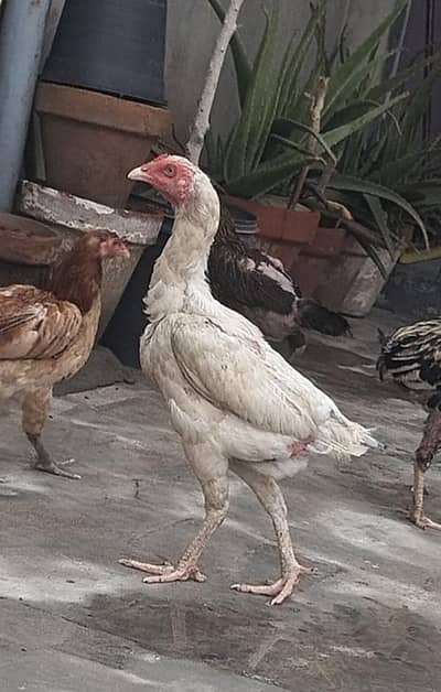 pure paper white aseel shamo