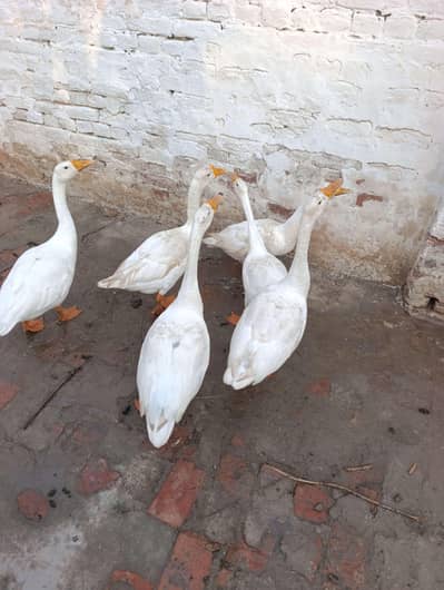white ducks