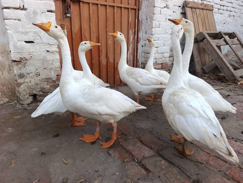 white ducks 1