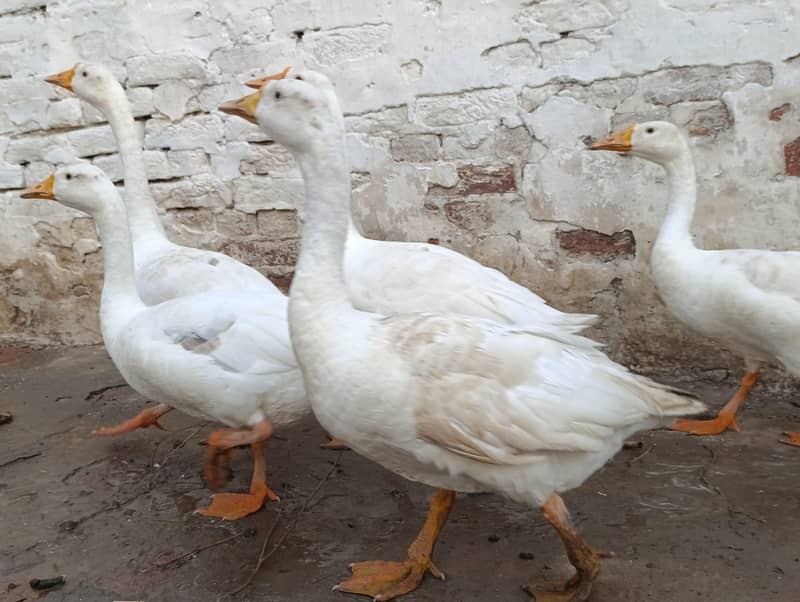 white ducks 2