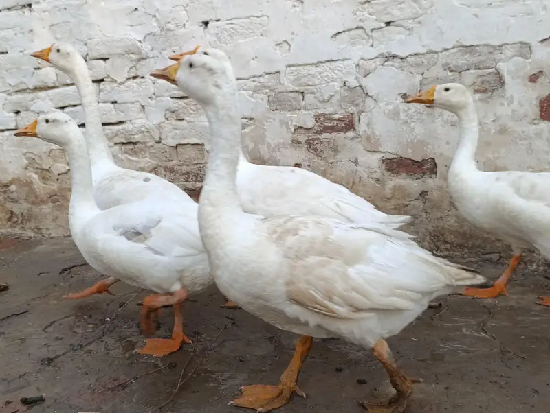 white ducks — photo 3