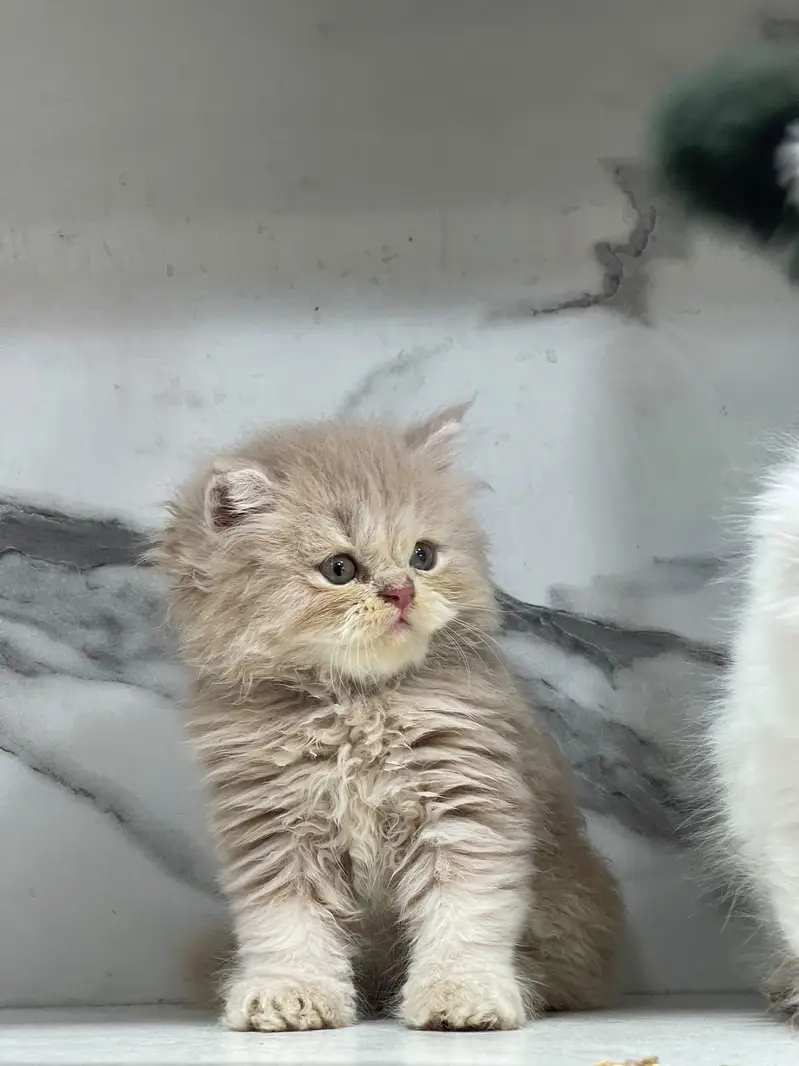 White Persian Kittens/Triple coated/blue eyes/Cats/Male/Female — photo 3